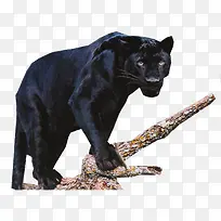 ��֦�ϵĺڱ��ز�-������