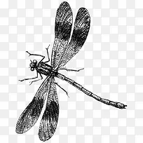 蜻蜓-空若网 蜻蜓-空若网