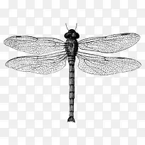 ����-������