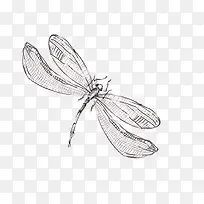 蜻蜓-空若网 蜻蜓-空若网