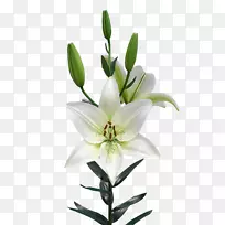 荷兰皇家范赞腾开花植物-帕加尼-空若网 荷兰皇家范赞腾开花植物-帕加尼-空若网