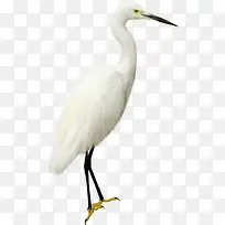 白色海鸟-空若网 白色海鸟-空若网