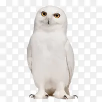 白色猫头鹰-空若网 白色猫头鹰-空若网