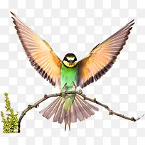 树枝上的翠鸟-空若网 树枝上的翠鸟-空若网