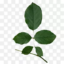 Ҷ����-������