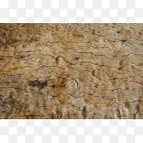 树干木纹背景-空若网 树干木纹背景-空若网