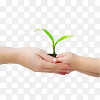 手捧小草-空若网 手捧小草-空若网