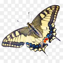 黑白花纹的蝴蝶-空若网 黑白花纹的蝴蝶-空若网