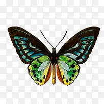 蝴蝶-空若网 蝴蝶-空若网