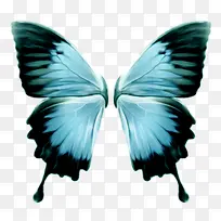 蝴蝶翅膀-空若网 蝴蝶翅膀-空若网