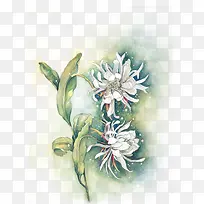 水彩菊花-空若网 水彩菊花-空若网