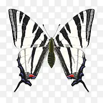 黑白蝴蝶-空若网 黑白蝴蝶-空若网
