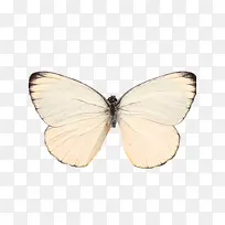 蝴蝶-空若网 蝴蝶-空若网