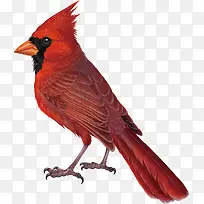 矢量鸟类-空若网 矢量鸟类-空若网