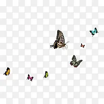 一群美丽的蝴蝶-空若网 一群美丽的蝴蝶-空若网