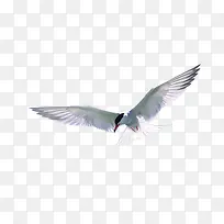 白色飞鸟-空若网 白色飞鸟-空若网