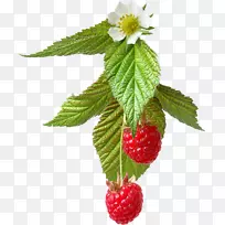 巴伐利亚奶油水果波斯科剪贴画-新鲜覆盆子-空若网 巴伐利亚奶油水果波斯科剪贴画-新鲜覆盆子-空若网