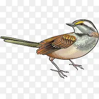 手绘小鸟-空若网 手绘小鸟-空若网