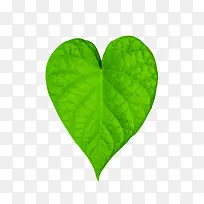 绿色爱心树叶-空若网 绿色爱心树叶-空若网