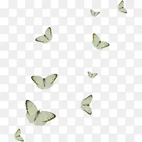飞舞的菜粉蝶-空若网 飞舞的菜粉蝶-空若网
