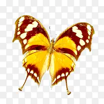 菜粉蝶-空若网 菜粉蝶-空若网