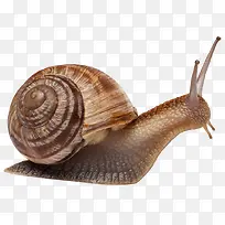 高清摄影背着壳的蜗牛-空若网 高清摄影背着壳的蜗牛-空若网