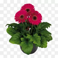 切花植物非洲菊科紫丁香花-空若网 切花植物非洲菊科紫丁香花-空若网