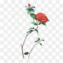 手绘红色山茶花树枝-空若网 手绘红色山茶花树枝-空若网