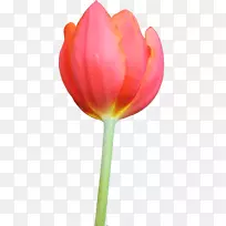 郁金香花束夹艺术-水彩画兔-空若网 郁金香花束夹艺术-水彩画兔-空若网