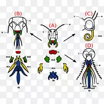 昆虫口器节肢动物口器昆虫形态唇进化-空若网 昆虫口器节肢动物口器昆虫形态唇进化-空若网