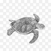手绘乌龟-空若网 手绘乌龟-空若网