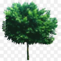 绿色大树树冠淘宝促销-空若网 绿色大树树冠淘宝促销-空若网
