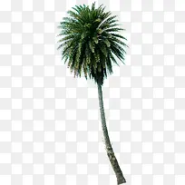 绿色椰子树冠淘宝促销-空若网 绿色椰子树冠淘宝促销-空若网