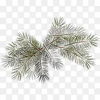 ��ɫ����ֲ��-������