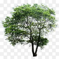 ϡ����Ҷ���۴���-������