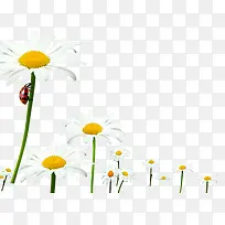 白色唯美瓢虫花朵-空若网 白色唯美瓢虫花朵-空若网