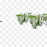 白色花朵蜜蜂-空若网 白色花朵蜜蜂-空若网