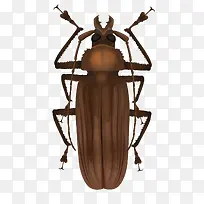 手绘昆虫俯视图甲虫-空若网 手绘昆虫俯视图甲虫-空若网