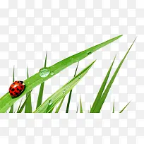 青草甲虫-空若网 青草甲虫-空若网