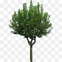 挺拔的绿色植物大树-空若网 挺拔的绿色植物大树-空若网