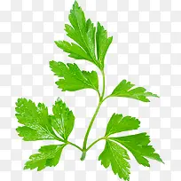 绿色的香菜-空若网 绿色的香菜-空若网