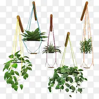 多彩绳子吊篮花-空若网 多彩绳子吊篮花-空若网