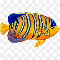 手绘海洋生物鱼-空若网 手绘海洋生物鱼-空若网