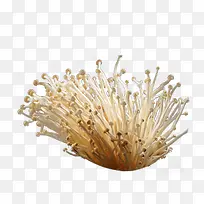 免抠素材菌类食物-空若网 免抠素材菌类食物-空若网