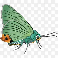 多彩漂亮飞蛾矢量素材-空若网 多彩漂亮飞蛾矢量素材-空若网