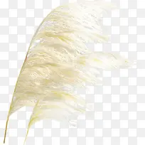 芦苇草-空若网 芦苇草-空若网