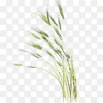 小麦-空若网 小麦-空若网