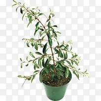 树枝-空若网 树枝-空若网