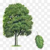 糖胶树 冬青树-空若网 糖胶树 冬青树-空若网