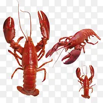 不同角度的龙虾-空若网 不同角度的龙虾-空若网